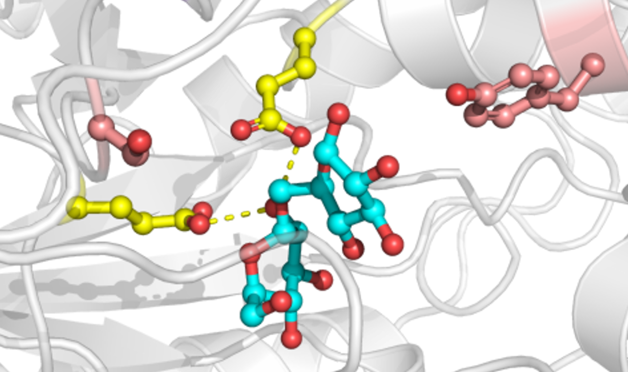 Interactions in a protein